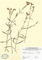 藏品(長萼瞿麥)的圖片